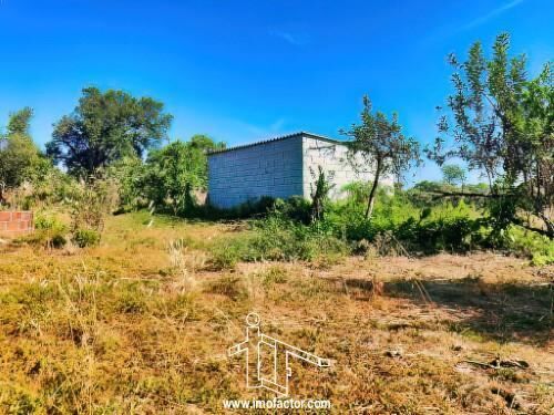 Small farm Cebolais de Cima Castelo Branco - fruit trees, good access, orange trees, water, olive trees, well, green areas