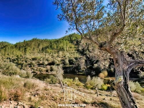 Terreno plano Santo André das Tojeiras Castelo Branco - oliveiras, água, vista serra