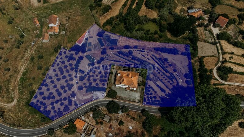 Farm V0 Boidobra Covilhã - well, tank, olive trees, fruit trees, water hole