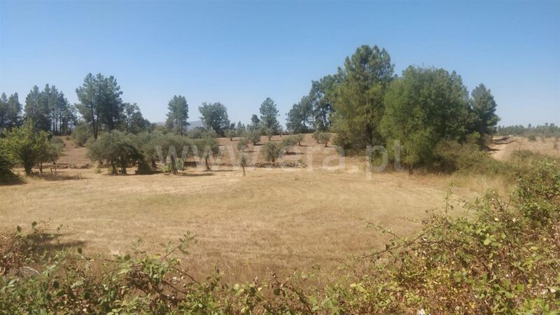 Land Agricultural with 4540sqm Capinha Fundão - irrigated land