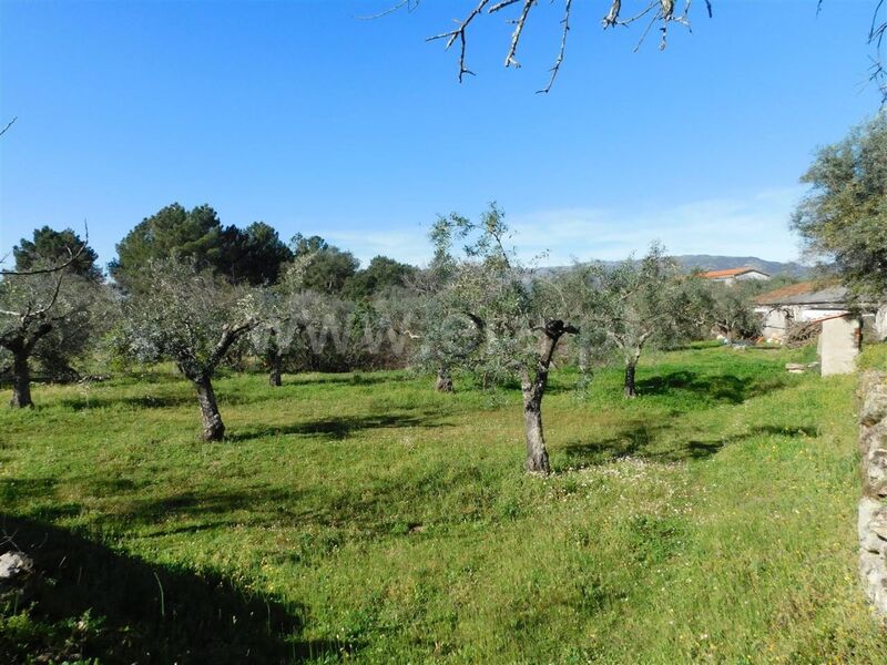 Small farm V0 Alpedrinha Fundão - olive trees, tank, water, fruit trees, construction viability, well