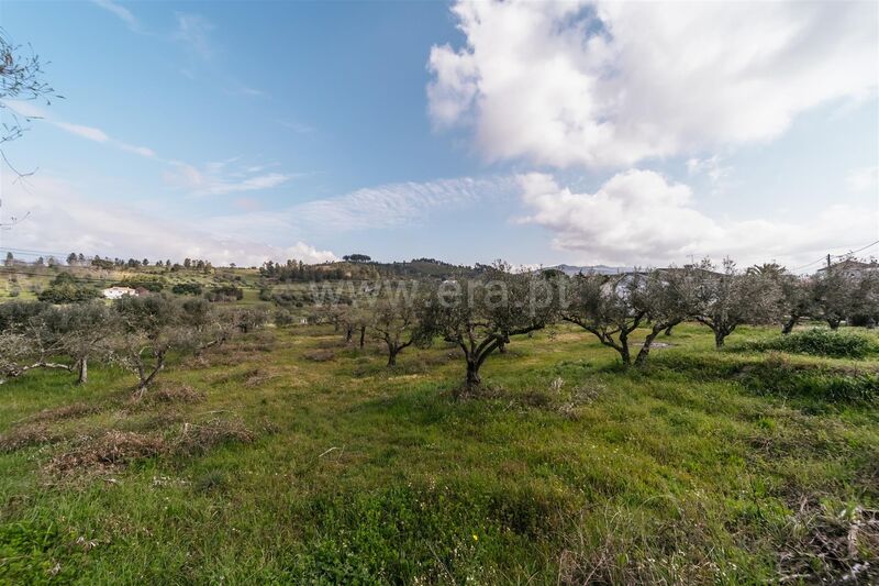 Land Agricultural with 2600sqm Alcaria Fundão - construction viability