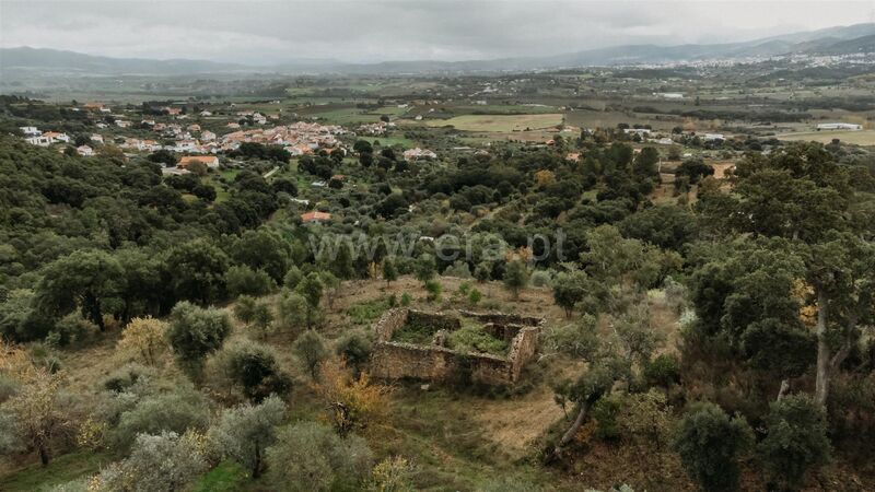 Farm Telhado Fundão - well, cork oaks, fruit trees, water