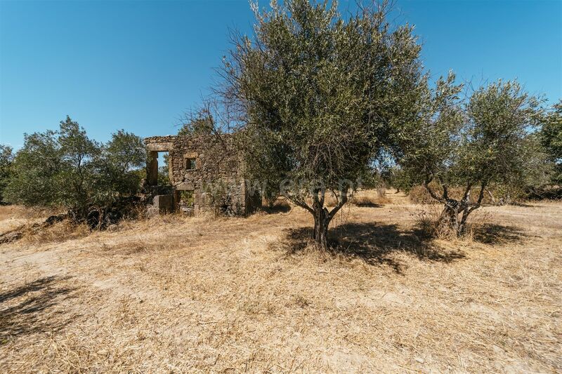 Farm Póvoa da Atalaia Fundão - olive trees