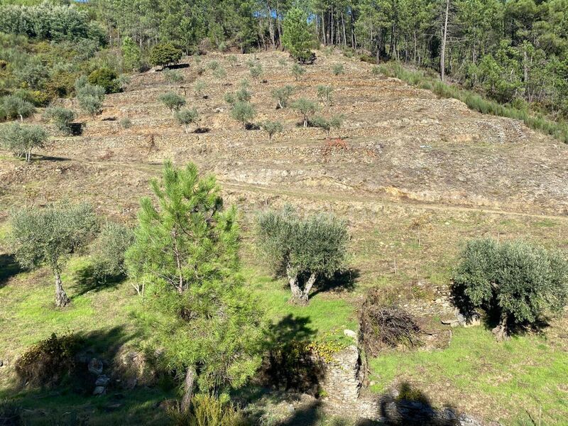 Small farm 0 bedrooms Enxabarda Castelejo Fundão - olive trees, shed, well, fruit trees, water