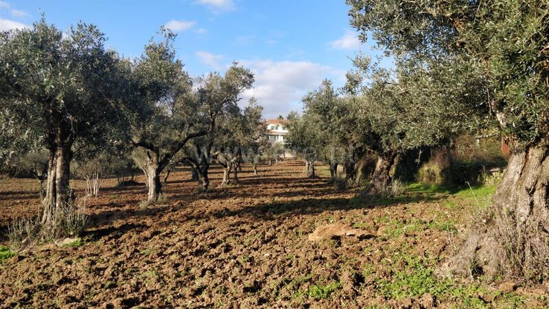 Terreno Agrícola com 5660m2 Alcaria Fundão - sobreiros, bons acessos