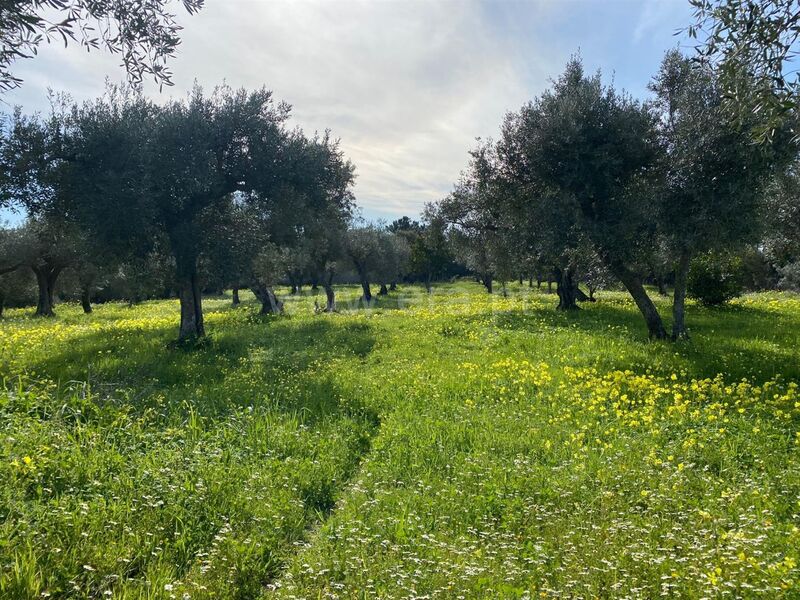 Small farm V0 Vale Prazeres Fundão - olive trees, well, fruit trees, mains water, electricity, cork oaks, water