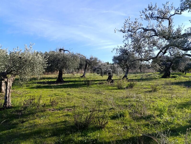 Farm V1 Monte Leal Fundão - well, olive trees