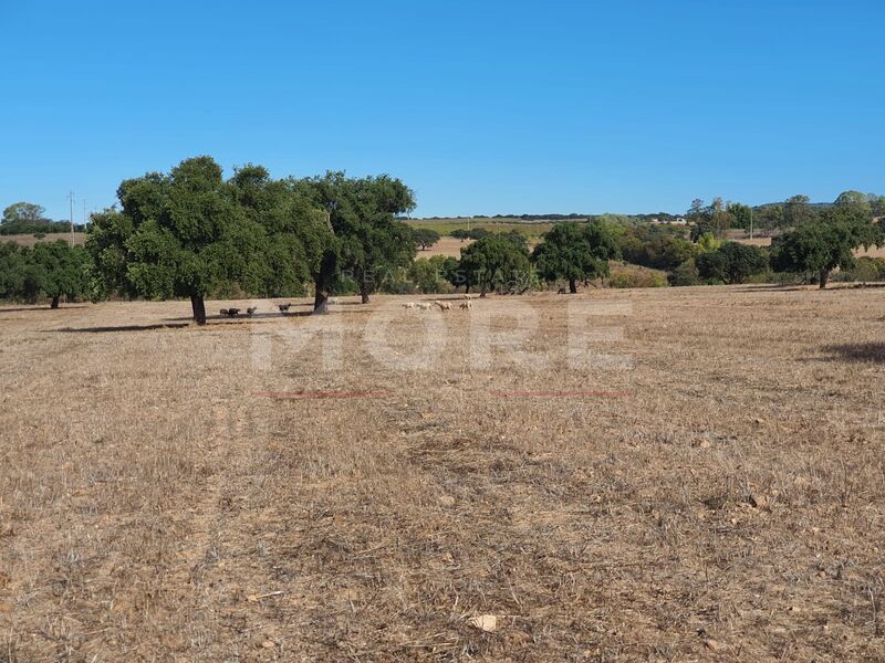 Herdade V2 Alvito - árvores de fruto, piscina, furo, portão automático, tanque, isolamento térmico