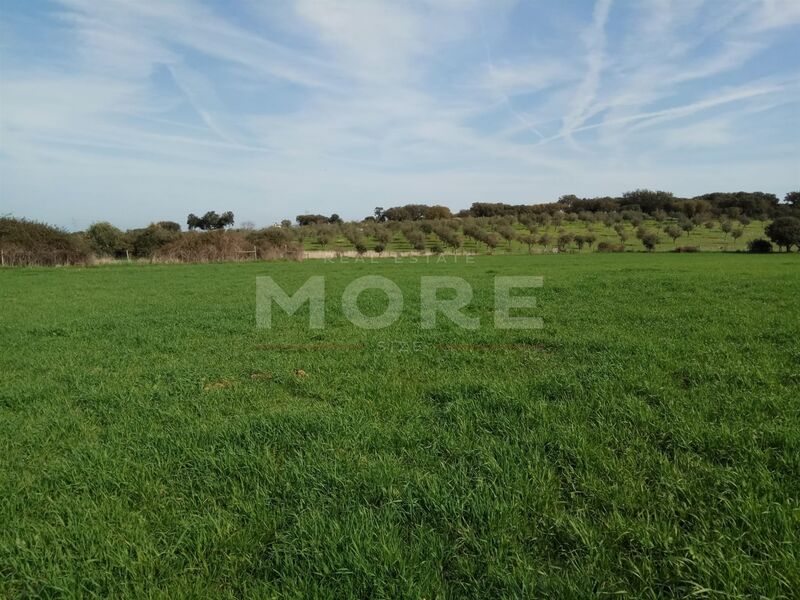 Terreno Rústico com 35000m2 São Bento do Cortiço Estremoz - furo, árvores de fruto