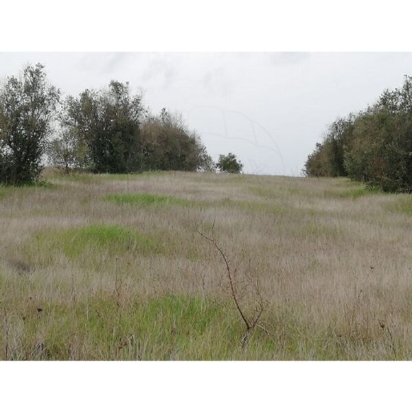 Terreno com 7000m2 Évora - cultura arvense, bons acessos