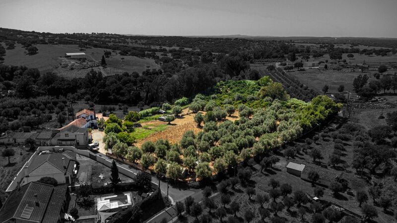 Farm Santiago do Escoural Montemor-o-Novo - well, tank, fruit trees