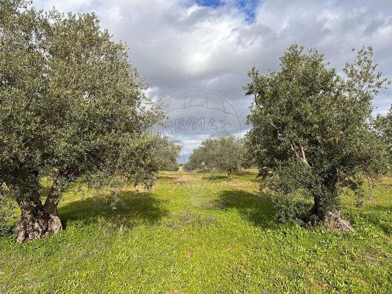 Land with 2250sqm Mourão - olive trees
