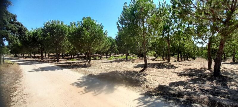 Terreno com 14750m2 Cabeção Mora