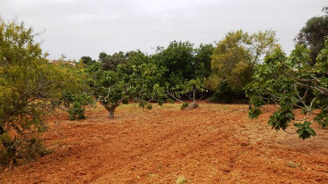 земля загородный c 25490m2 Areias de Pêra Silves - фруктовые деревья