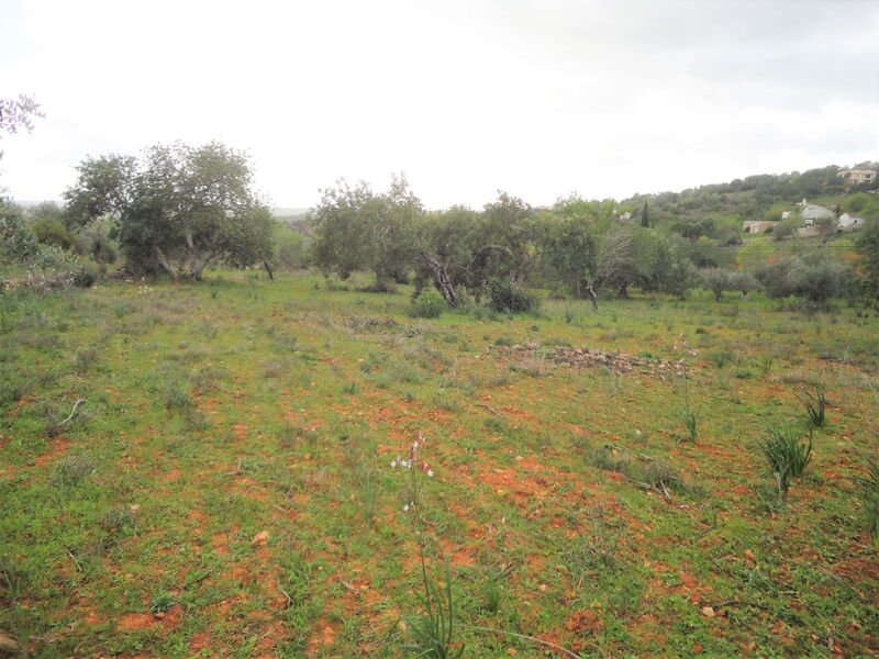Land Rustic with 4760sqm Nora São Bartolomeu de Messines Silves