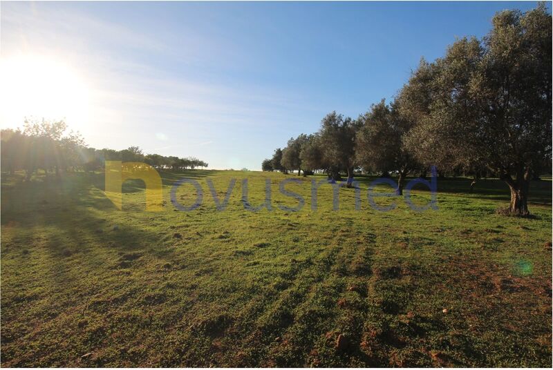 Terreno Agrícola com 7000m2 Vale de Silveira Boliqueime Loulé - água, furo