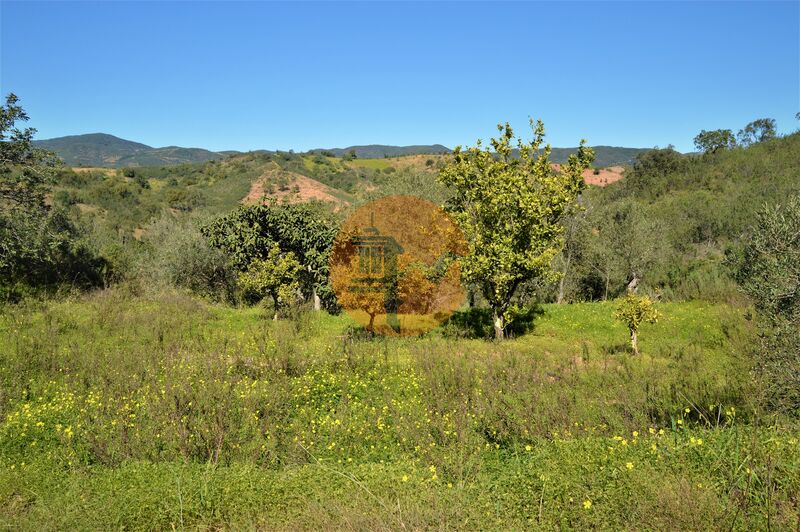 земля агрикультурный c 27300m2 Santa Catarina da Fonte do Bispo Tavira - фруктовые деревья, оливковые деревья, колодец, отличный подъезд, вода, электричество, апельсиновые деревья