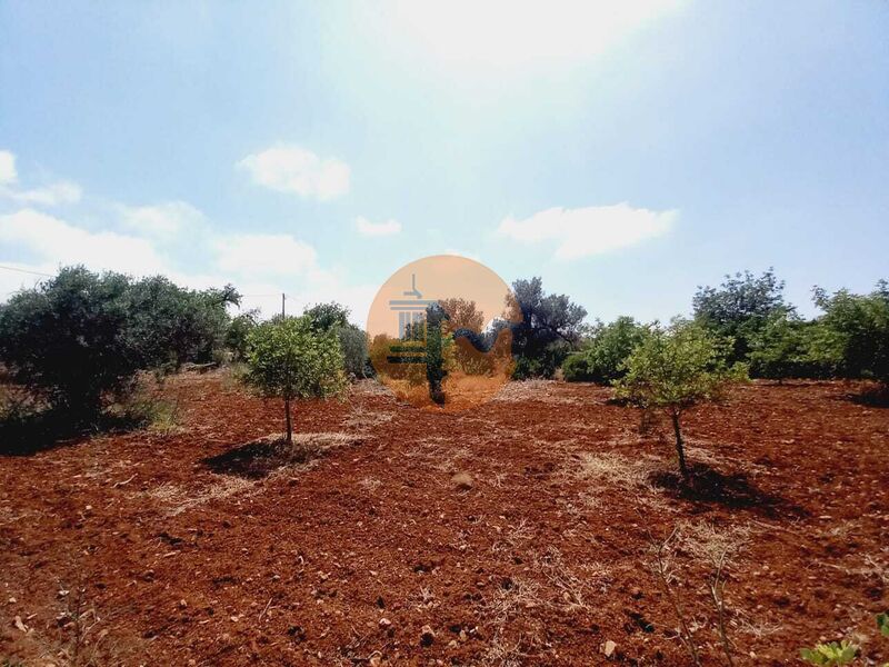 Terreno Agrícola com 4480m2 Alecrineira Quelfes Olhão - oliveiras, electricidade, água, vista magnífica, árvores de fruto