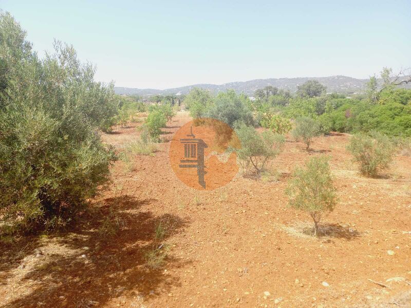 Land Agricultural with 4480sqm Alecrineira Quelfes Olhão - olive trees, electricity, water, splendid view, fruit trees