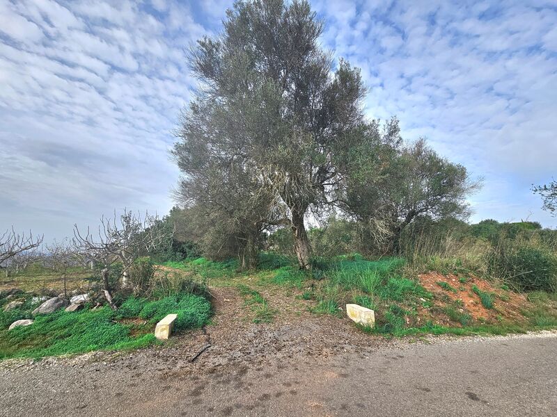 Land Rustic with 4869sqm Torre São Bartolomeu de Messines Silves - olive trees, water, sea view, electricity