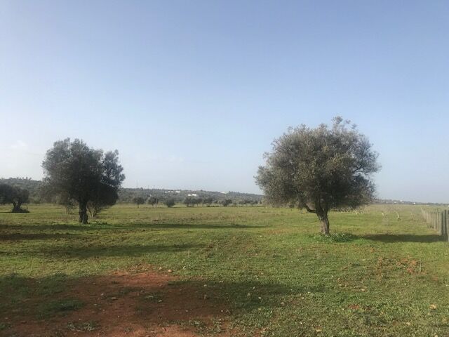 Land Rustic with 7560sqm Canais Silves - electricity, olive trees