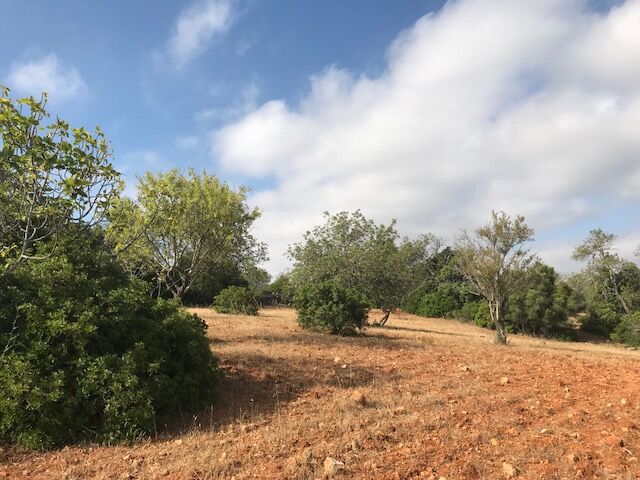 Land Rustic with 6280sqm Ferreiras Albufeira - electricity