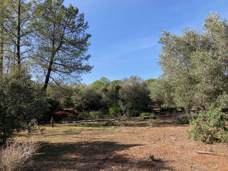 Land Rustic with 7880sqm Vale de Pegas Paderne Albufeira - olive trees, electricity, well