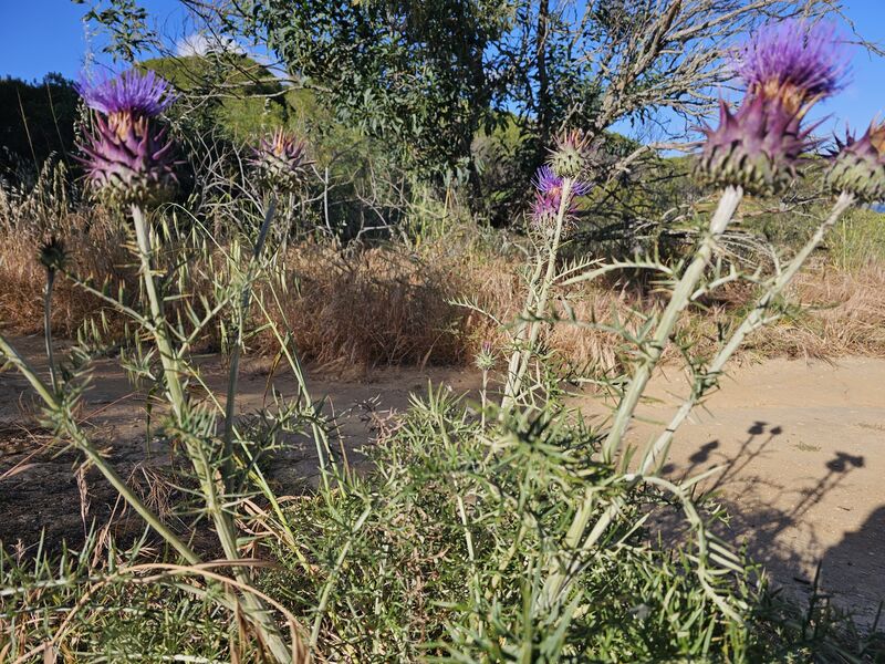 Land Rustic with 2060sqm Escarpão Paderne Albufeira