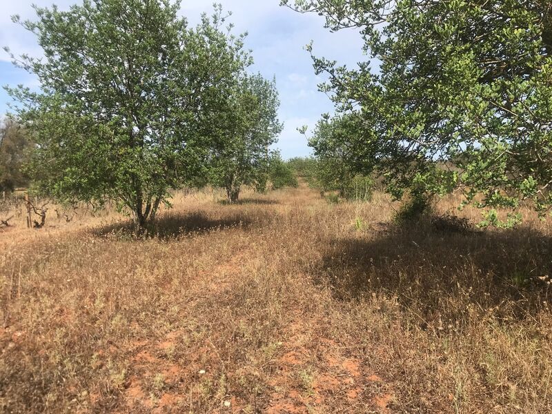 Land Rustic with 2980sqm Paderne Albufeira