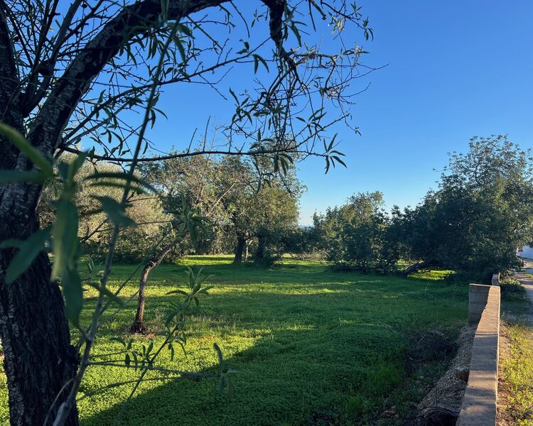 Terreno Agrícola com 2900m2 Campina de Boliqueime Loulé - electricidade, excelente localização, bons acessos