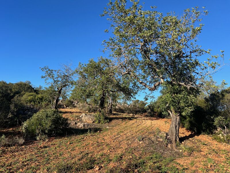 Land Agricultural with 6000sqm Boliqueime Loulé - olive trees