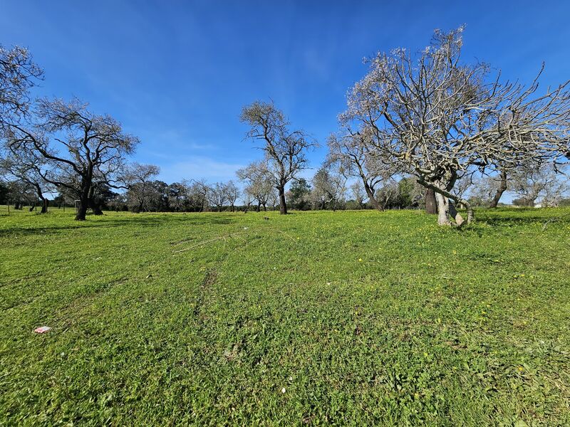 Land Rustic with 1000sqm Albufeira - good access, electricity