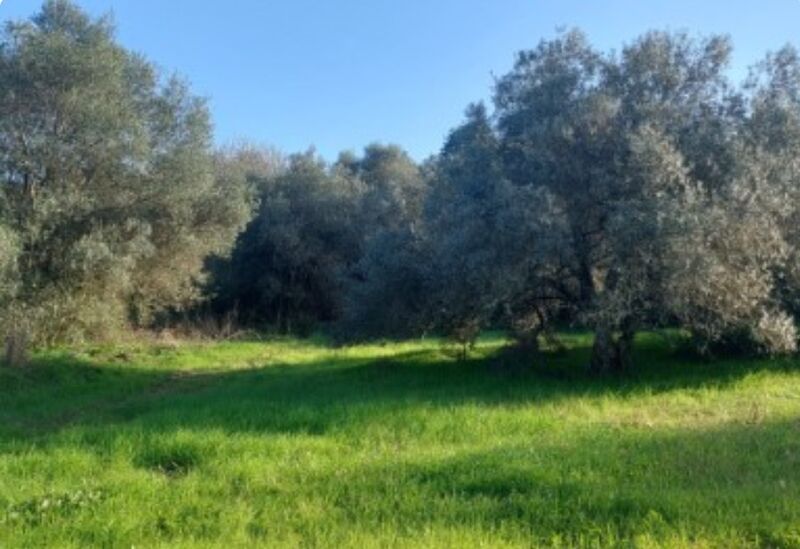 Land Rustic with 4455sqm Alte Loulé - tank, orange trees, olive trees, nice location, electricity, water