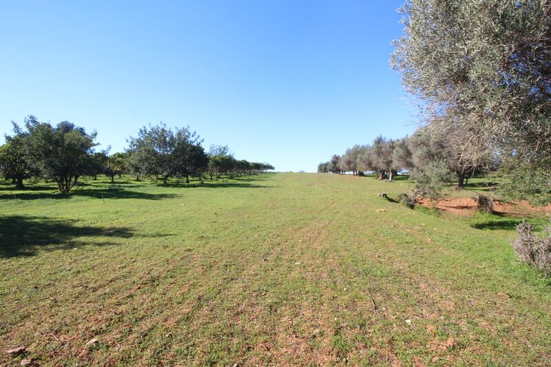 Lote de Terreno com 7 000 m²  em Loulé