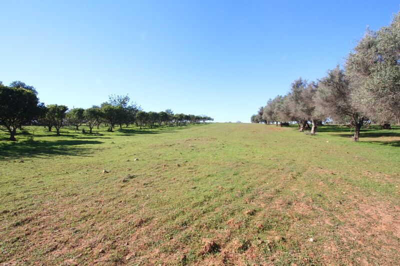 Lote de Terreno com 7 000 m²  em Loulé