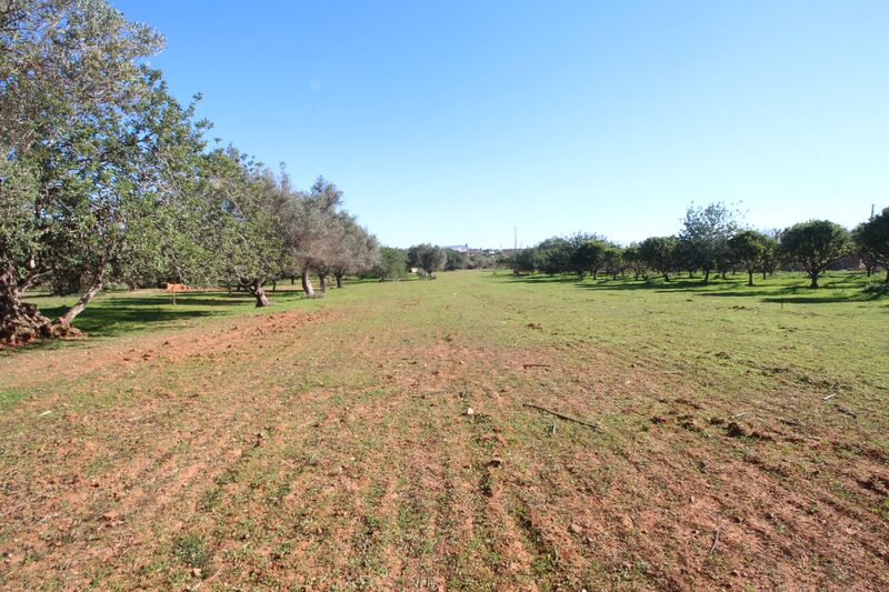 Lote de Terreno com 7 000 m²  em Loulé