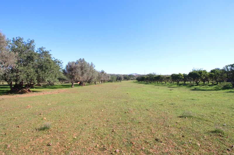 Lote de Terreno com 7 000 m²  em Loulé