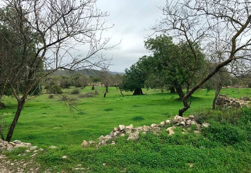 Terreno com 7000m2 Peral São Brás de Alportel - água, árvores de fruto, garagem, oliveiras