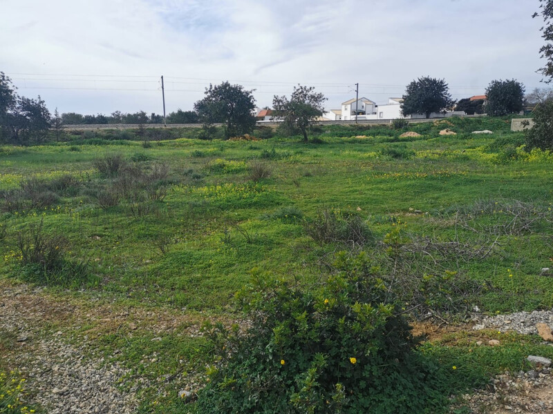 Land Rustic flat Ferreiras Albufeira - olive trees, fruit trees, water hole