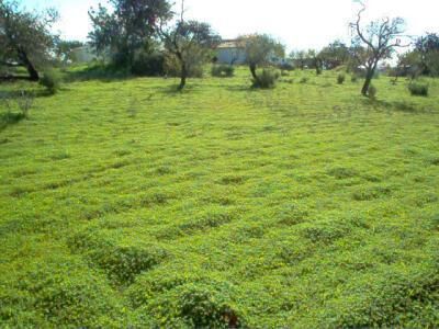 Land Agricultural with 1720sqm Quelfes Olhão