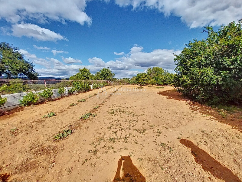 Farm V5 well located Bouliqueime Boliqueime Loulé - store room, fruit trees