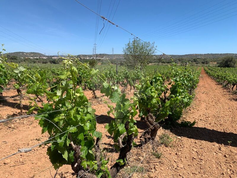 Land Agricultural with 45280sqm Silves