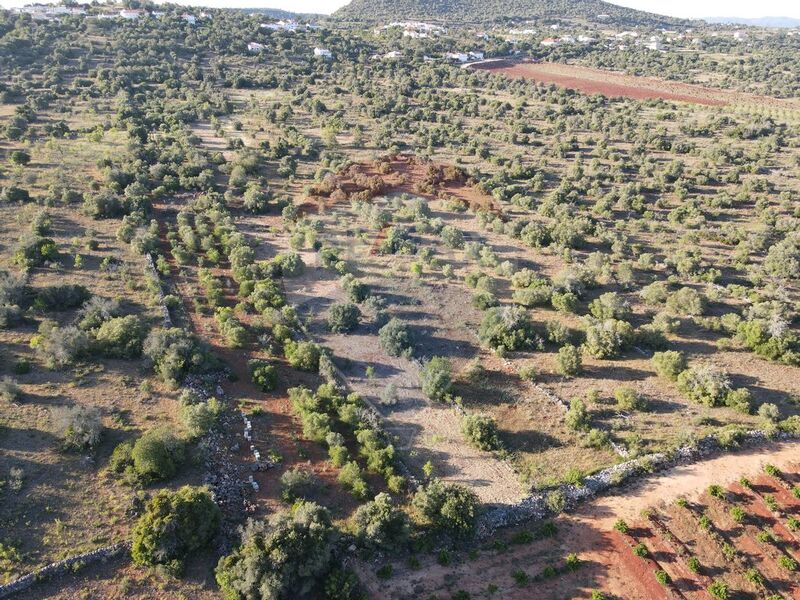 Land with 6440sqm São Bartolomeu de Messines Silves - olive trees