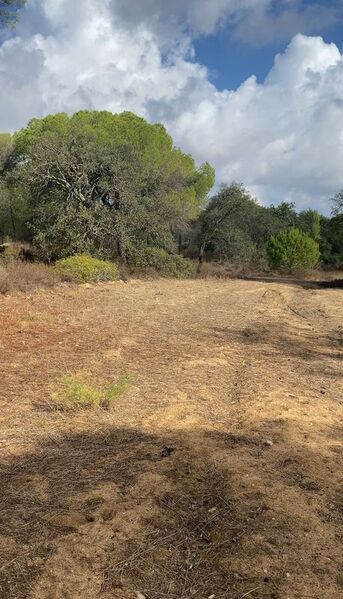 Land Rustic with 6940sqm Almancil Loulé - water, cork oaks, olive trees, well, electricity