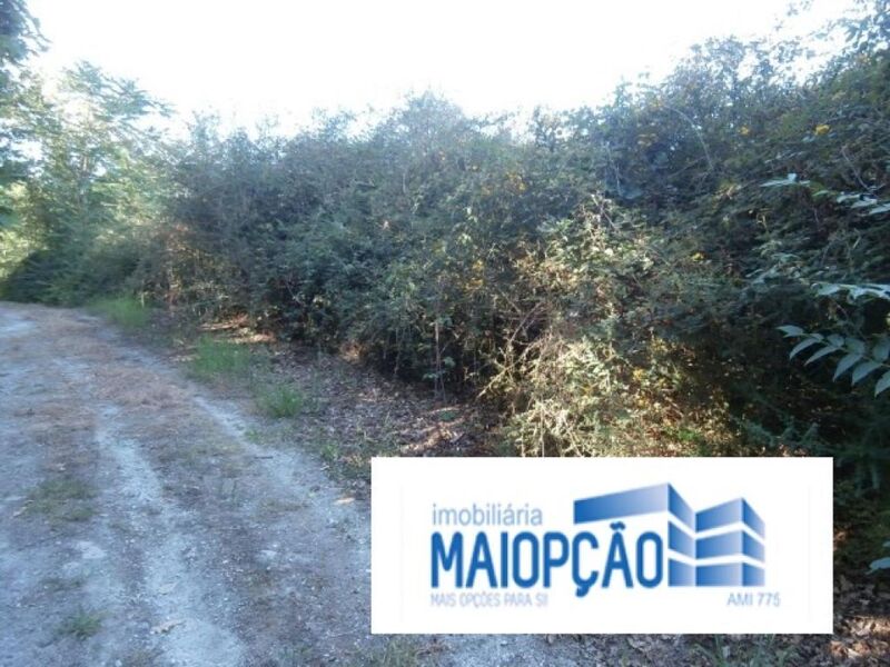 Land Rustic with 14000sqm Travassos Póvoa de Lanhoso