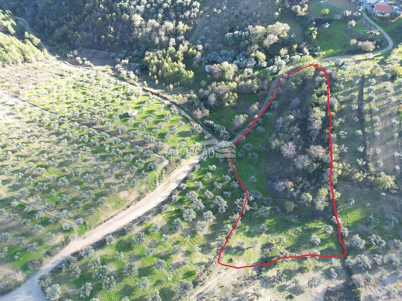 Land Agricultural with 10000sqm Bragança - excellent access, olive trees